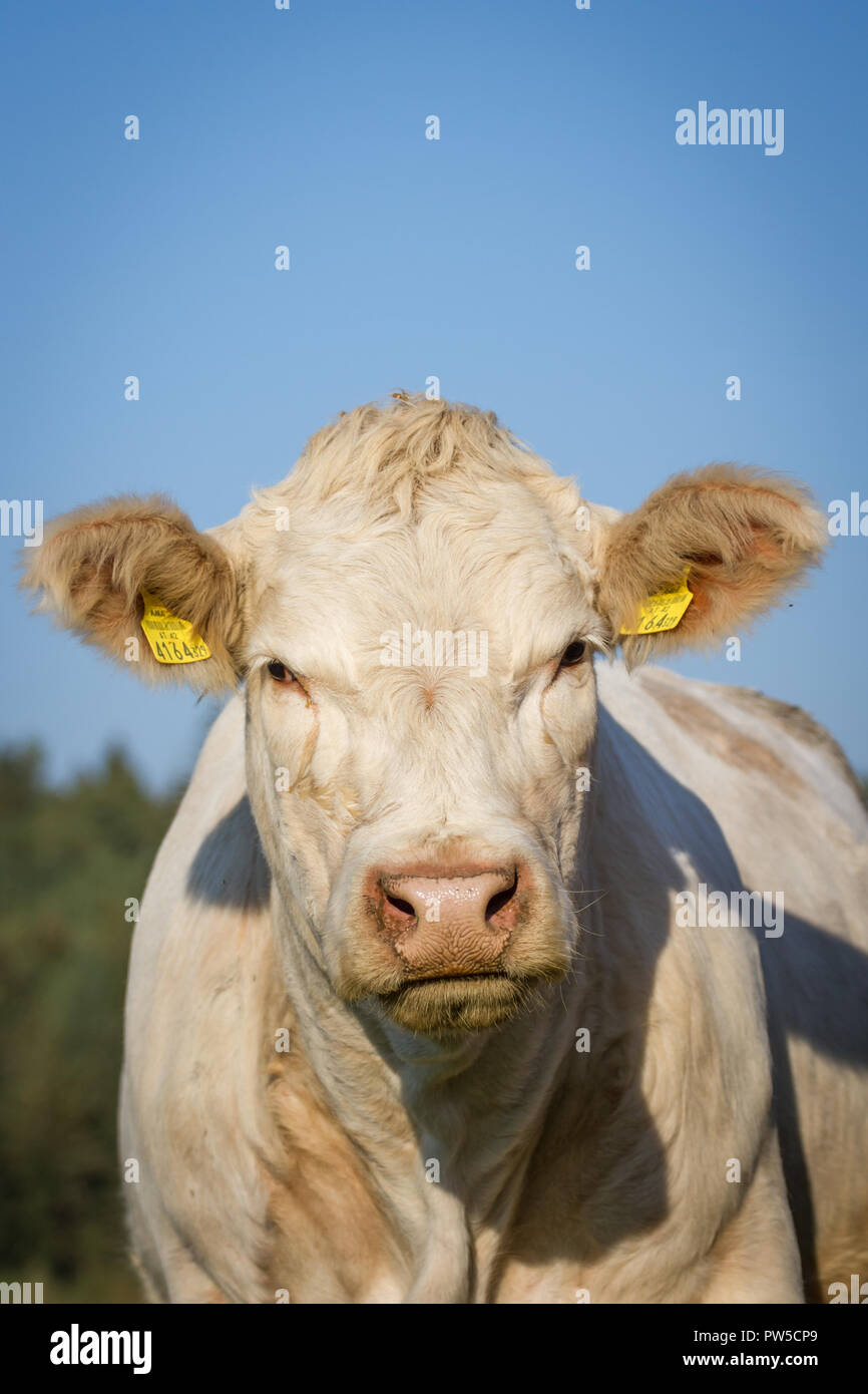 - Charolais charolaise rasse (Bos primigenius taurus) en libre pâturage Banque D'Images