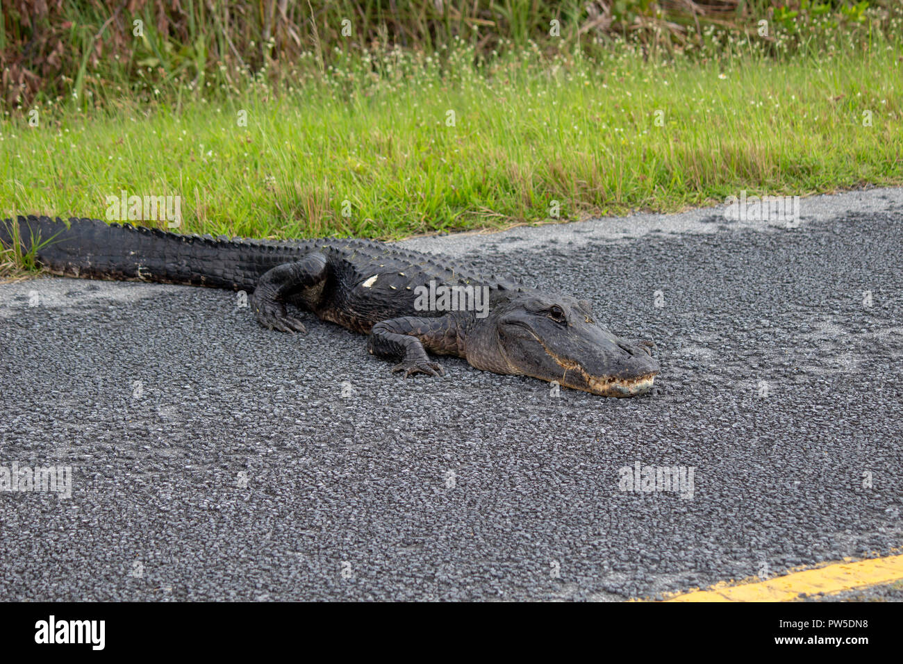 Repos Alligator sur une route dans le parc national des Everglades, Florida, USA Banque D'Images