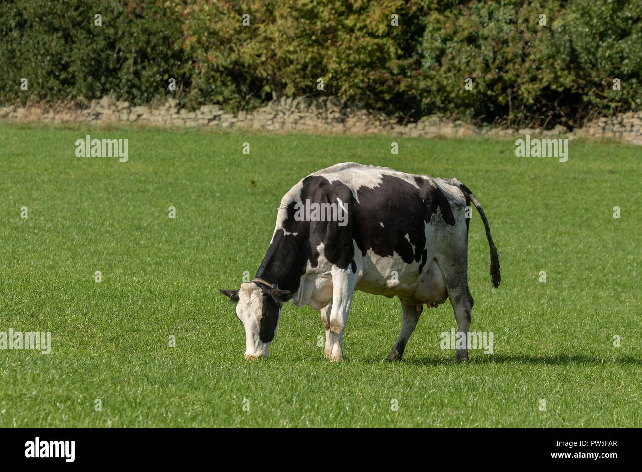 Une vache de race Frisonne (UK) mange de l'herbe sur une ferme dans le Yorkshire. Banque D'Images