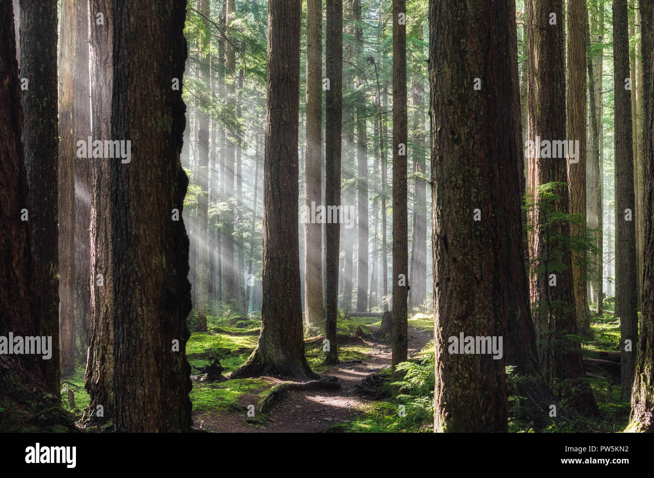 Les rayons de lumière percer la forêt pluviale tempérée de l'Olympic National Park sur le Dungeoness trail. Banque D'Images