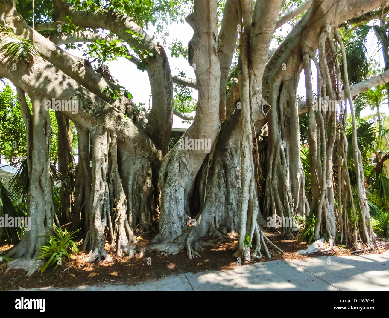 Big banyan tree dans le jardin Banque D'Images
