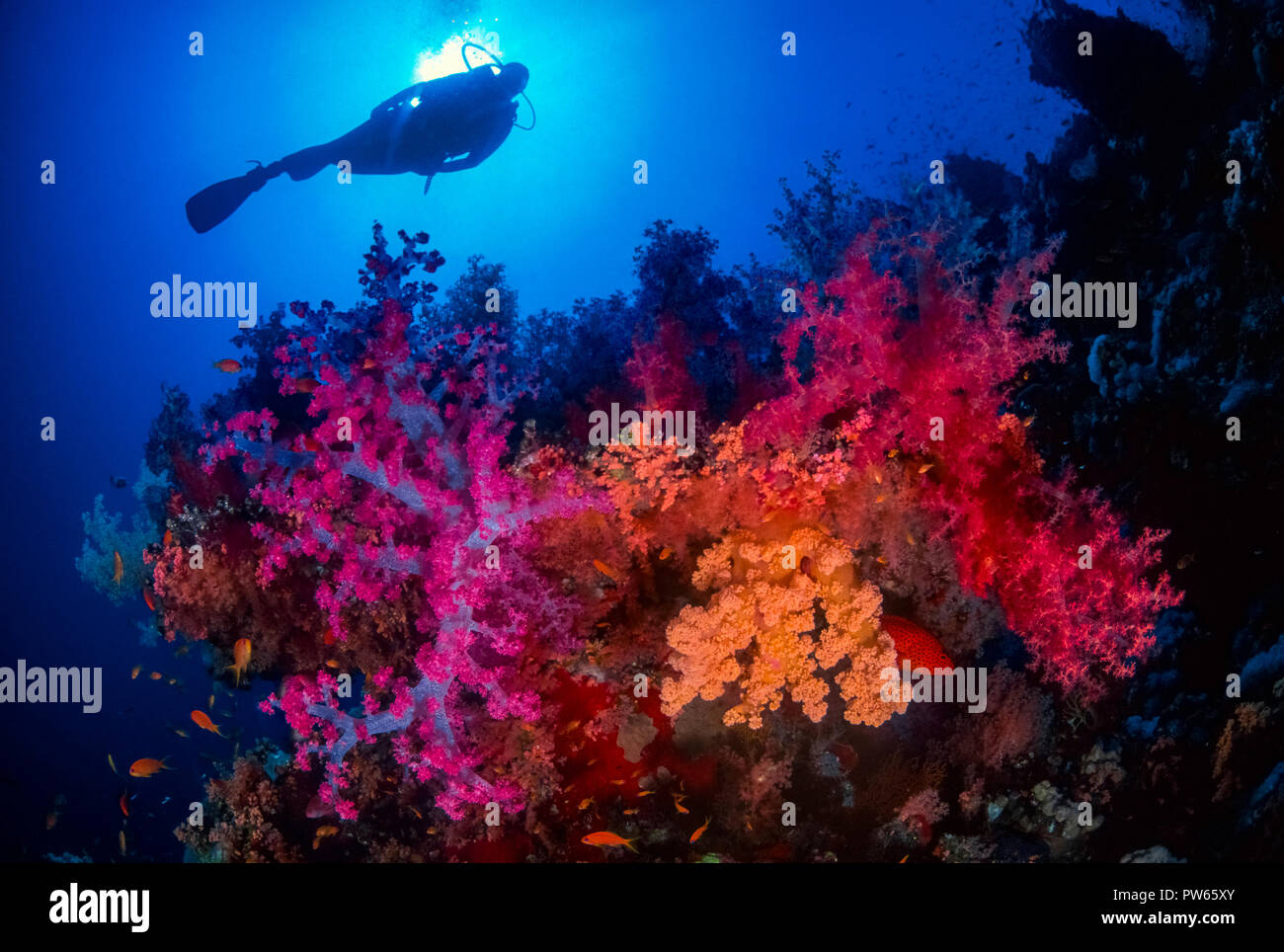L'Australie Grande Barrière de Corail - Underwater Banque D'Images