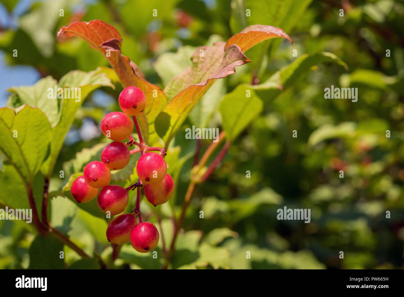 Bouquet de fruits rouges en demi-soleil. L'affinage de la récolte de bois de flèche, également appelée boule de neige, guelder rose ou viburnum. Au jardin vague backgroun Banque D'Images