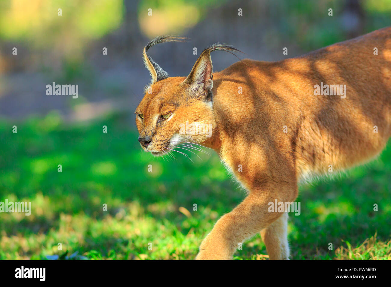 Gros plan du Caracal, lynx d'Afrique. Chat marche dans le désert d'herbe verte de la végétation. Chat sauvage dans la nature, Afrique du Sud. Caracal caracal adultes dans la piscine. Felis caracal dans arrière-plan flou. Banque D'Images