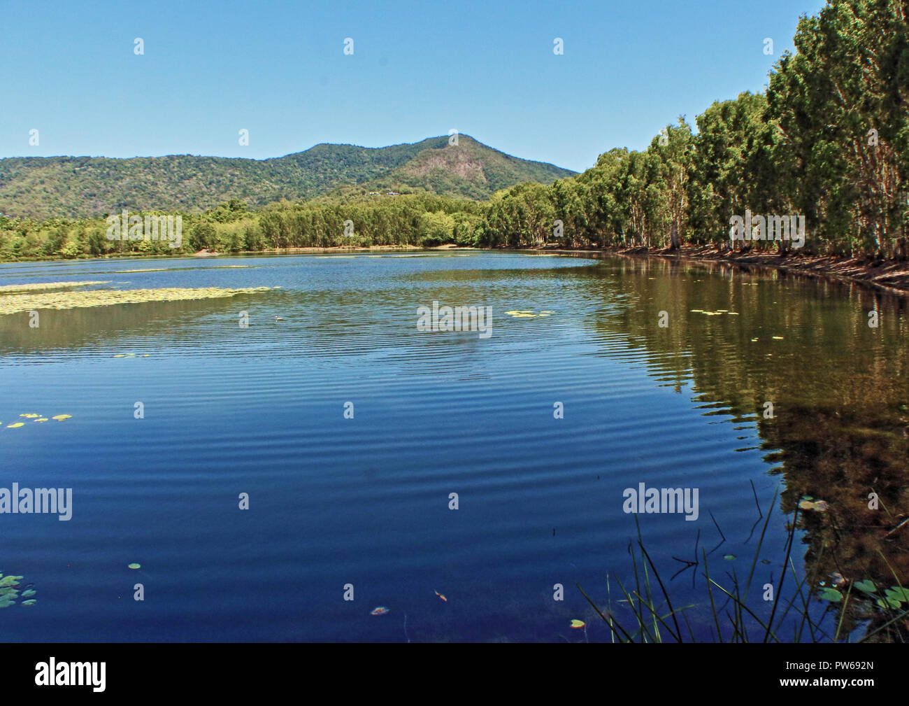 Les milieux humides de la réserve de conservation de la nature Cattana Projet de relèvement dans Smithfiled au nord de Cairns, Queensland, Australie Banque D'Images