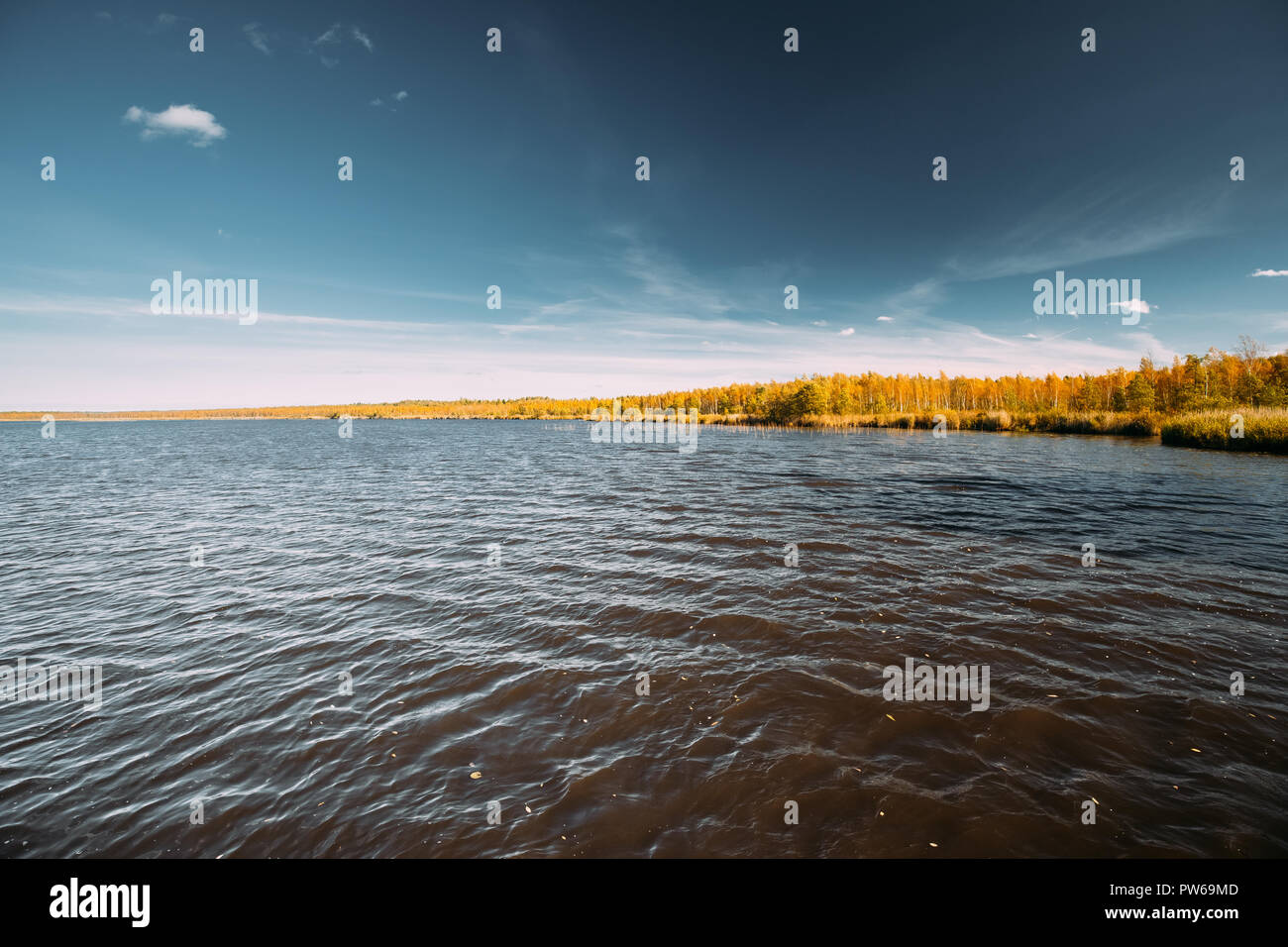 Le Bélarus. Paysage d'automne avec étang Lake River et belle forêt de bouleaux sur l'autre rive. Bois avec Arbres et feuillage jaune couleurs oranges JE Banque D'Images