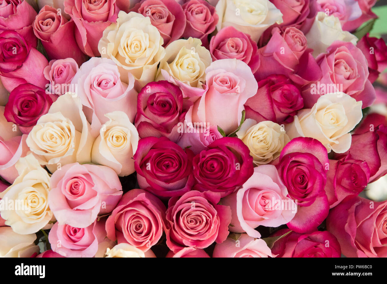 Roses - rose et crème fond rose Banque D'Images