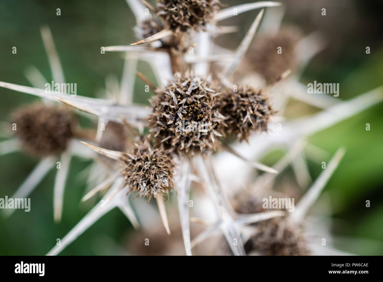 petit monde Banque D'Images
