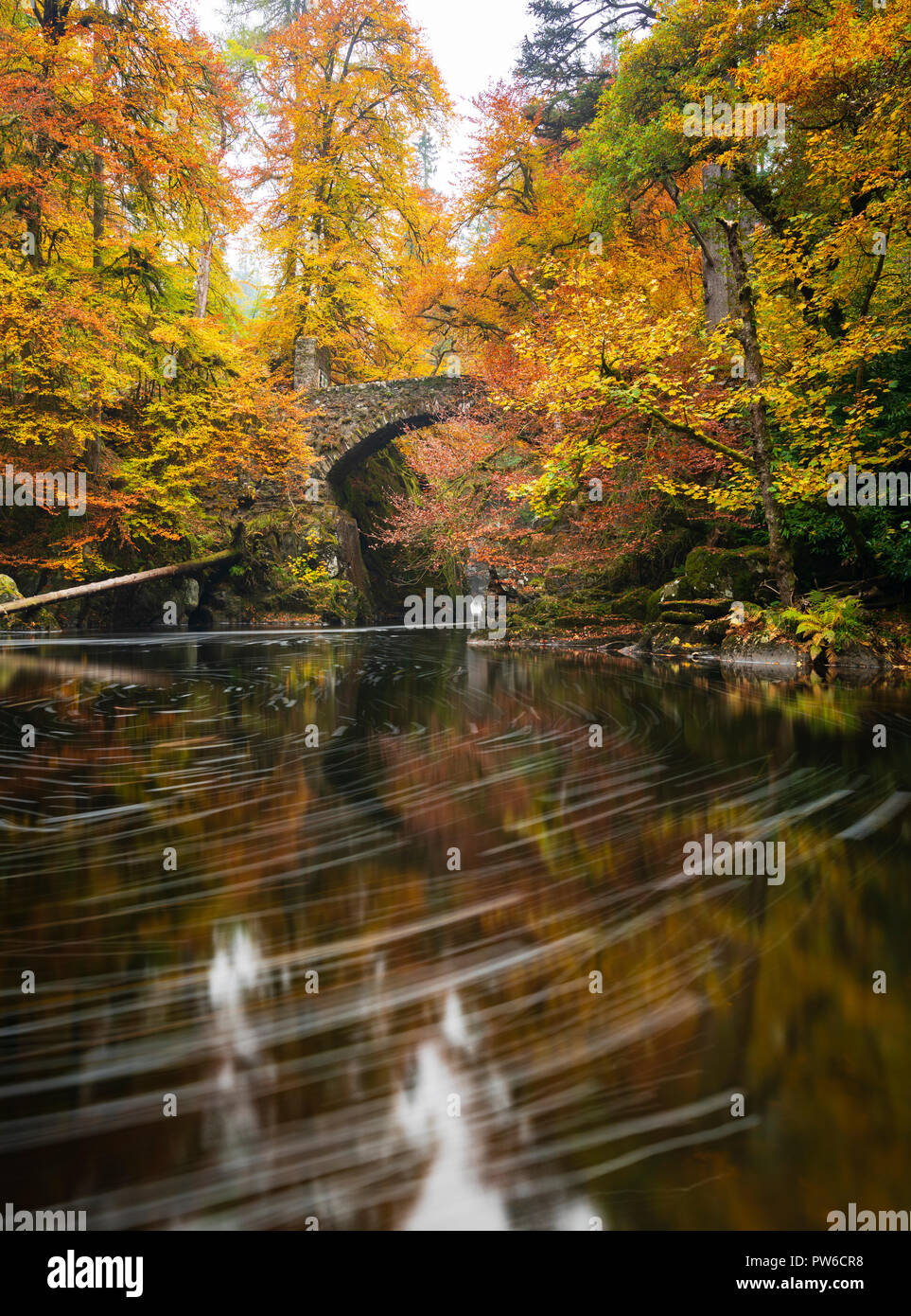 Couleurs d'automne spectaculaire dans les arbres à l'Hermitage un célèbre beauty spot près de Dunkeld dans le Perthshire. Sur l'image figure Hermitage pont enjambant le Ri Banque D'Images