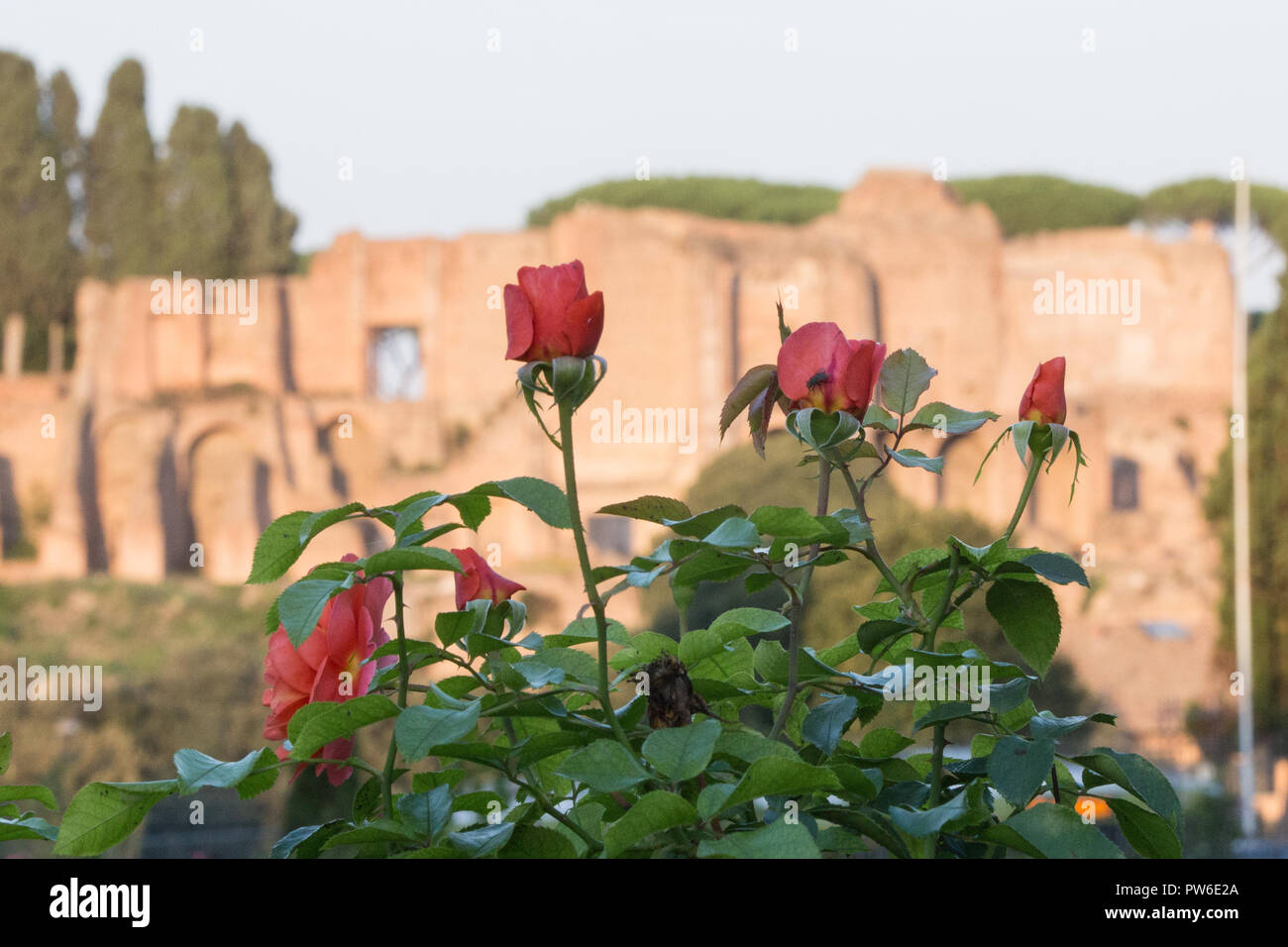 Roma, Italie. 12 octobre, 2018. Roses rouges avec Palatino Hill ouverture extraordinaire de la roseraie municipale à Rome, avec l'automne fleurs de roses Crédit : Matteo Nardone/Pacific Press/Alamy Live News Banque D'Images