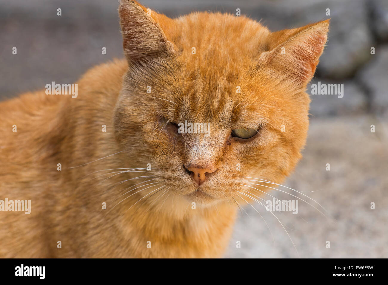 Chat Borgne Banque D Image Et Photos Alamy Chat Borgne Banque D Image Et Photos Alamy