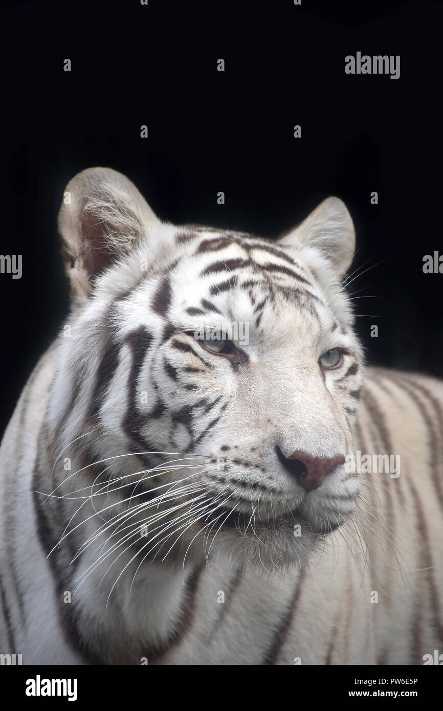 Close up portrait avant d'un tigre blanc looking at camera sur fond noir, low angle view Banque D'Images