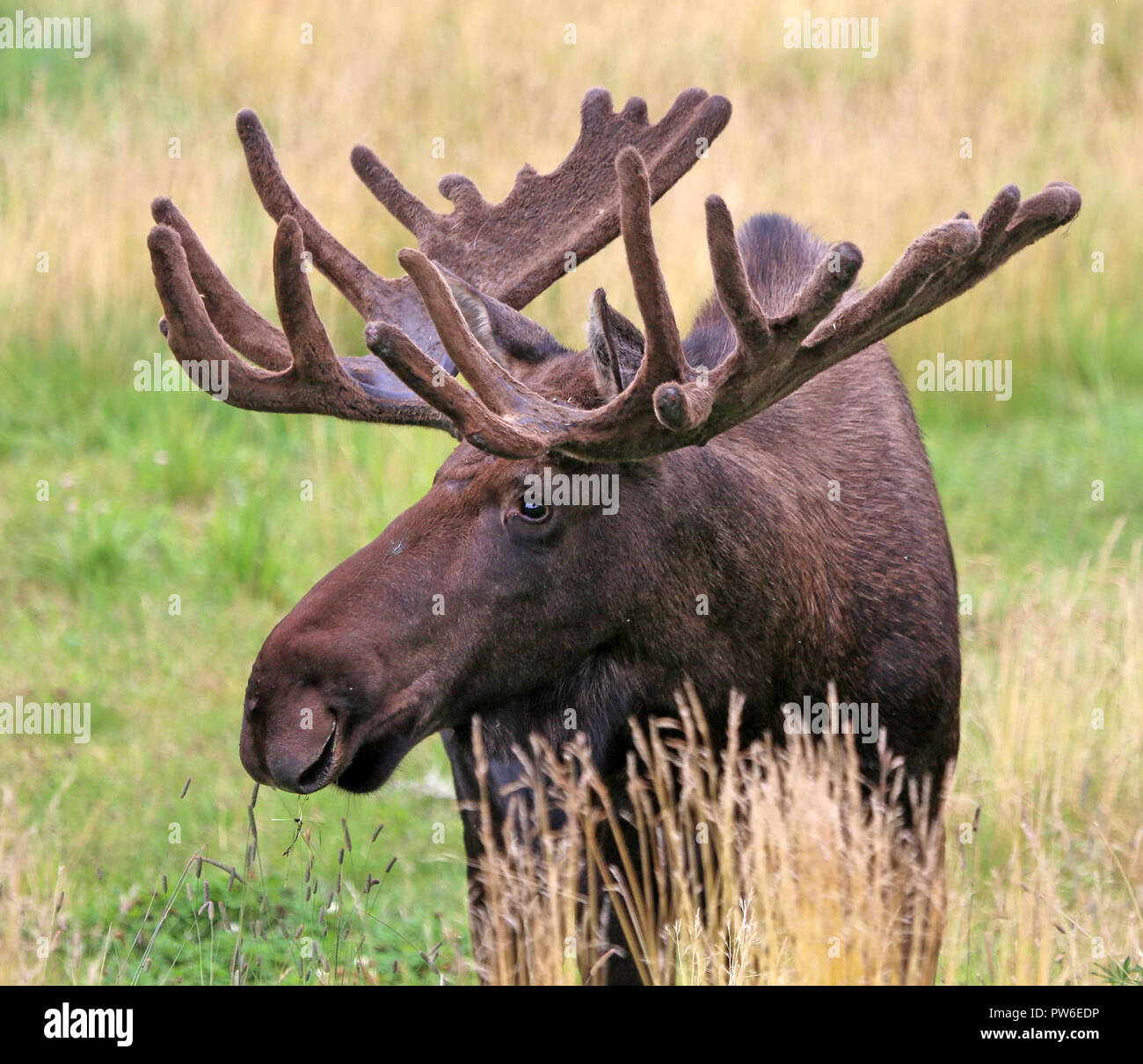 L'orignal avec bois de grand standing in meadow rack Banque D'Images L'orignal avec bois de grand standing in meadow rack Banque D'Images