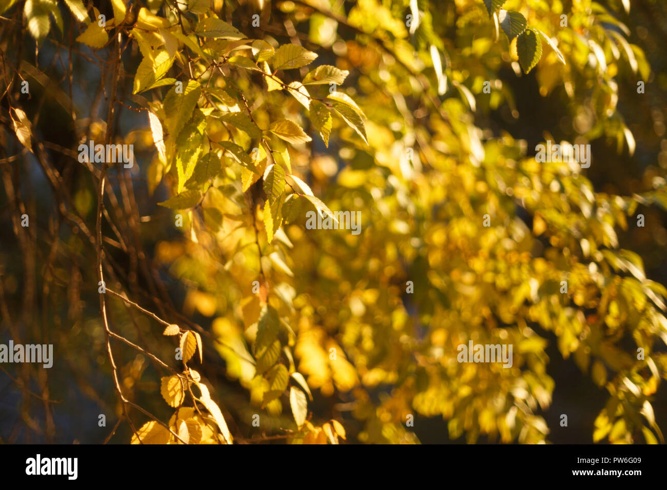 L'automne jaune feuilles sur l'arbre, à proximité Banque D'Images