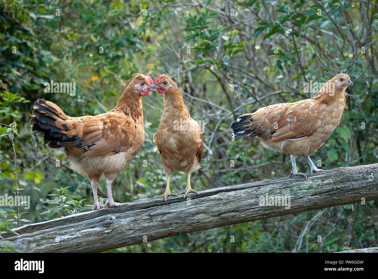Trois poules soulevées à une ligne réseau Banque D'Images