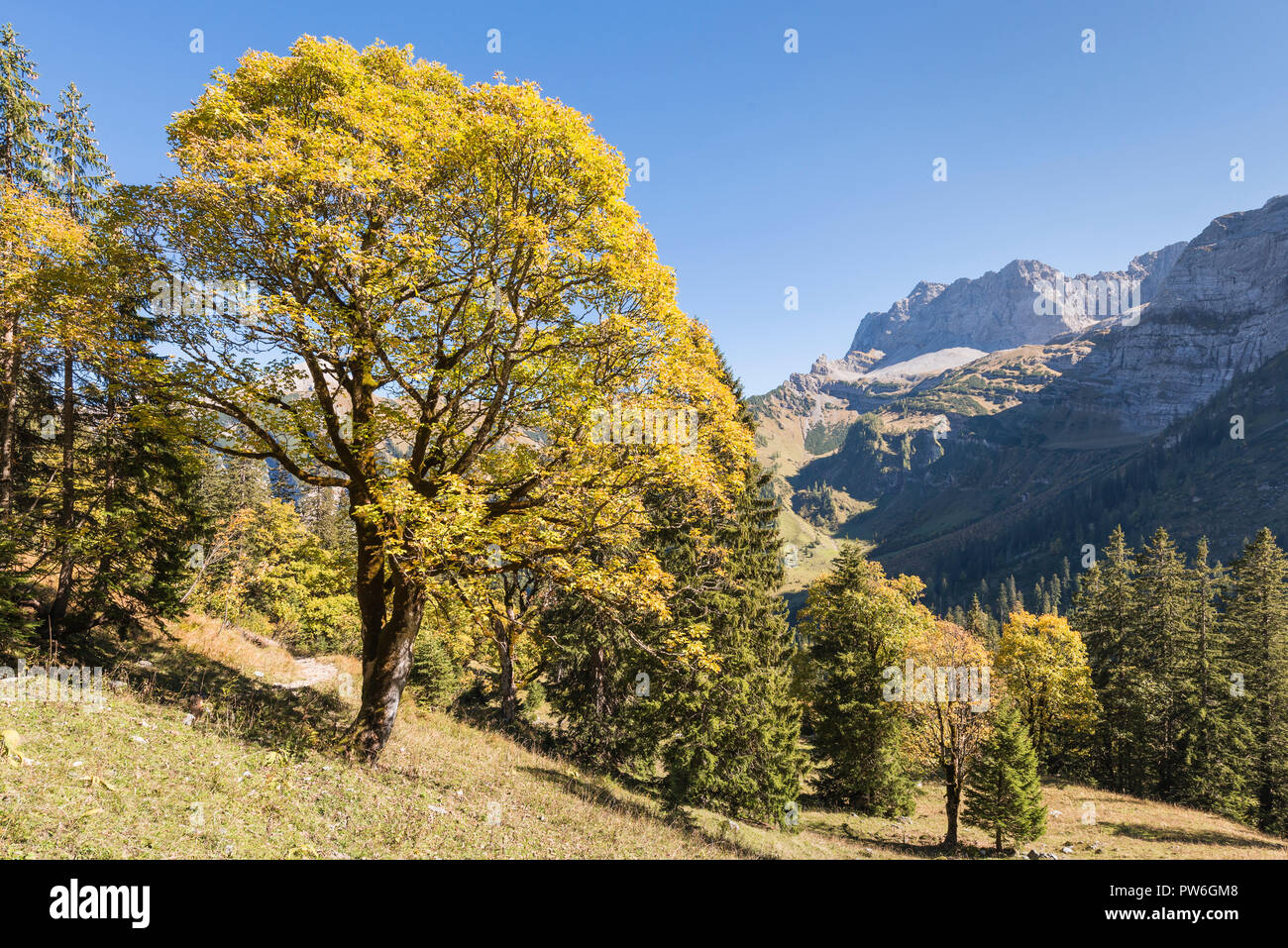Automne érable coloré près du grand Ahornboden dans les montagnes du Karwendel, Tyrol, Autriche Banque D'Images