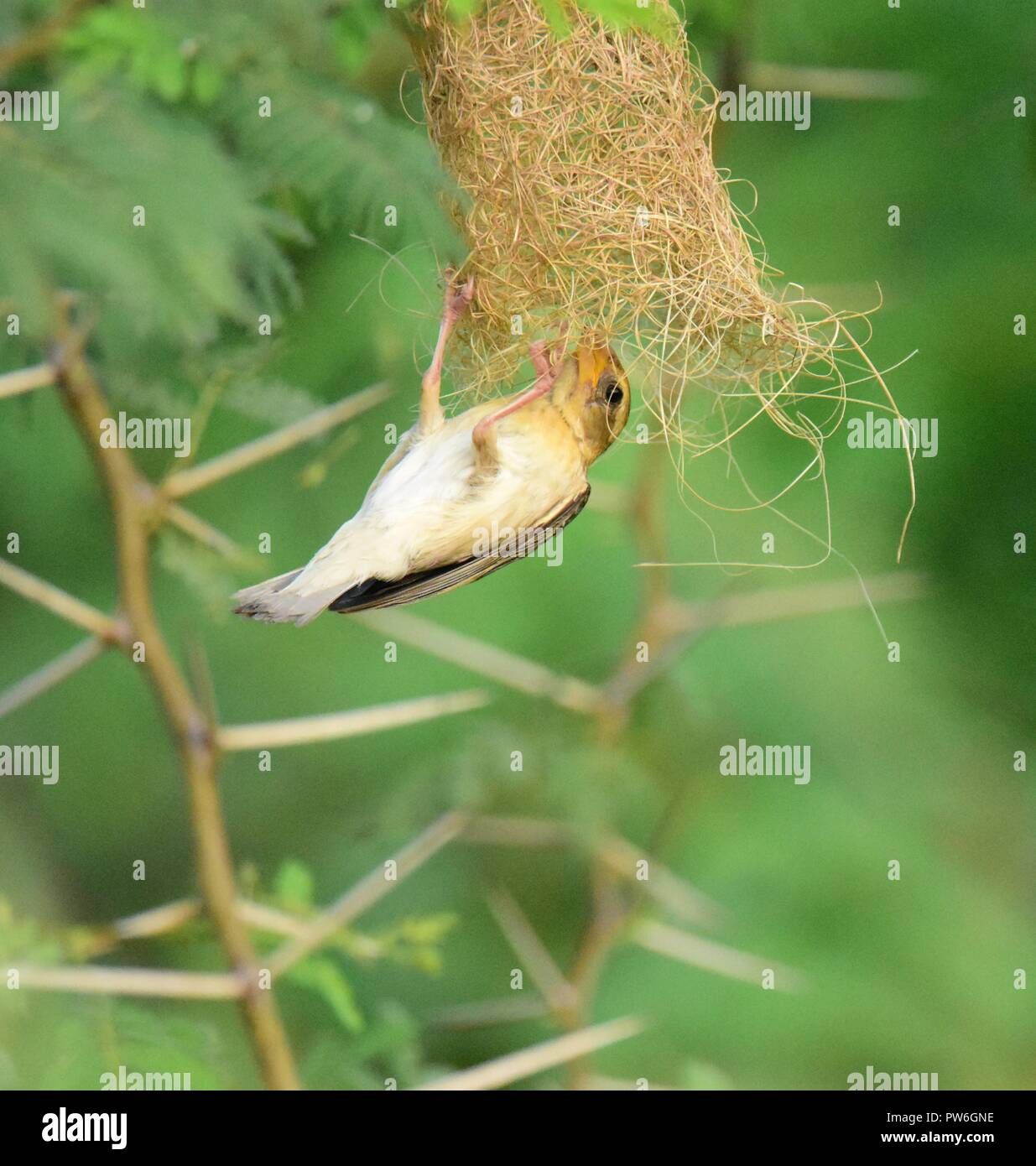 Tissage nid d'oiseaux Baya Weaver Banque D'Images