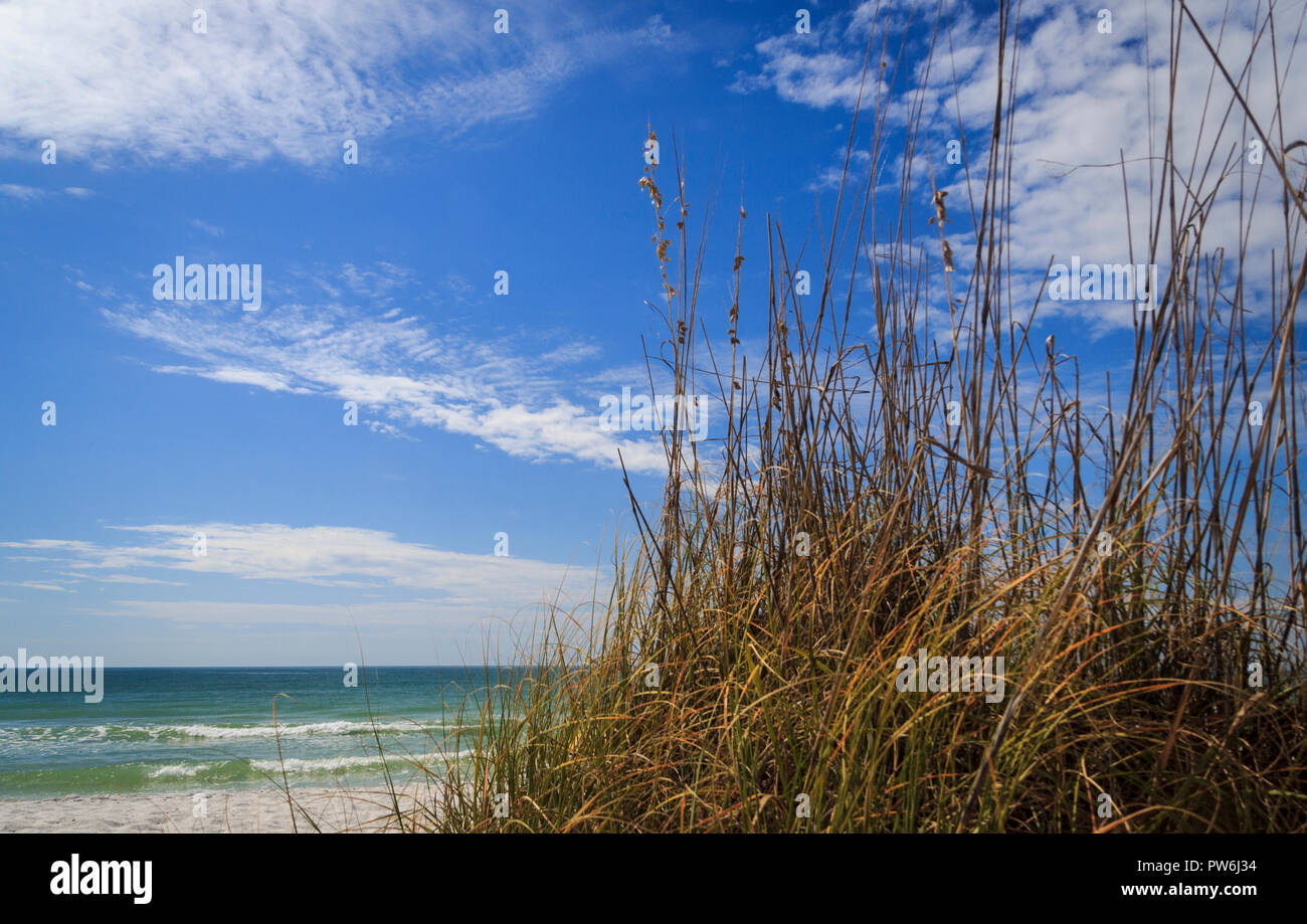 L'herbe pousse la mer Tall sur les dunes de sable sur la côte du golfe du Mexique, en Floride Banque D'Images