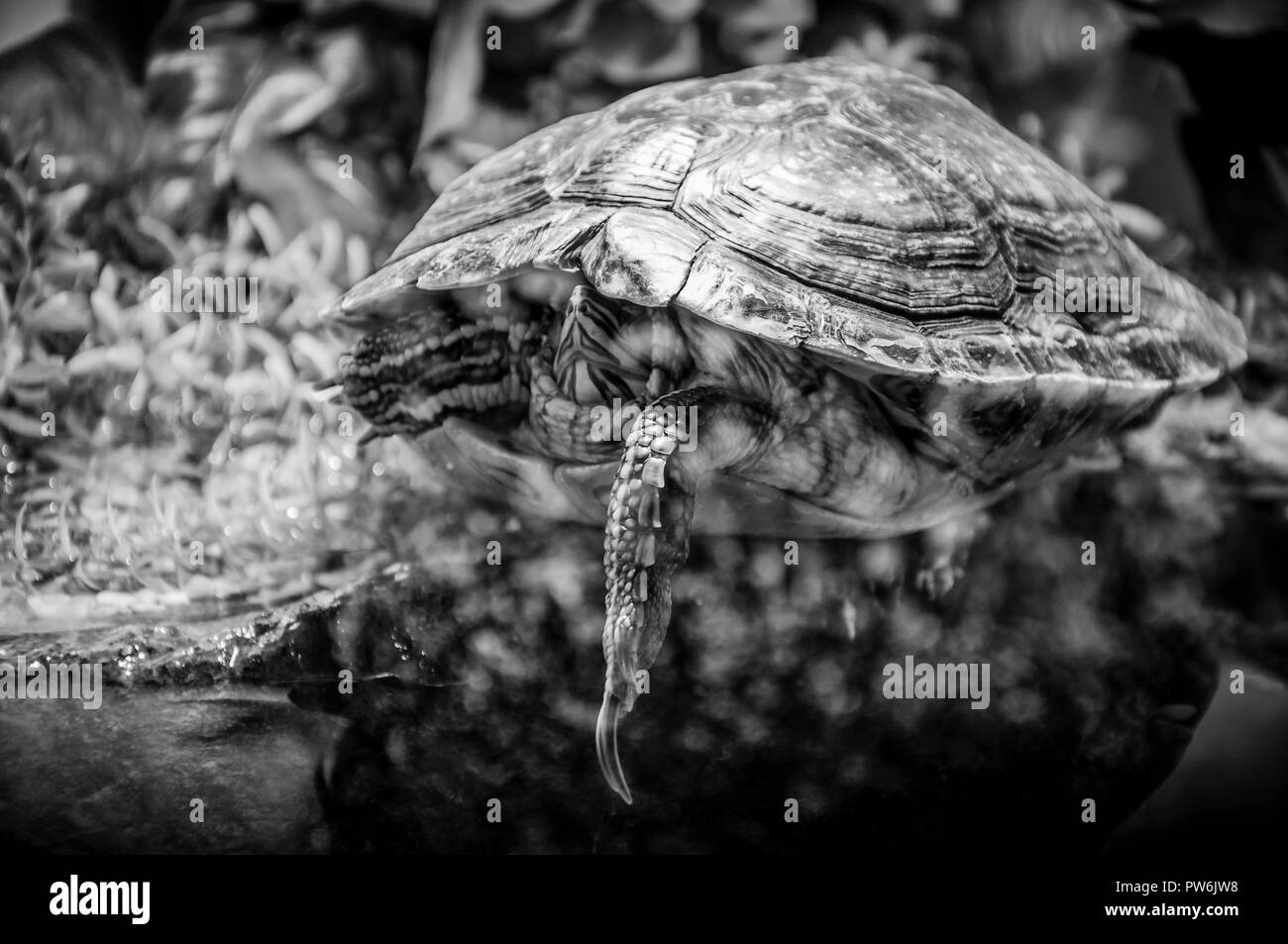 Étang de couchage de tortues sur la pierre derrière le verre de l'aquarium avec une patte pendant vers le bas à l'extérieur de sa coquille. Il y a en fait trois sous-espèces de pon Banque D'Images