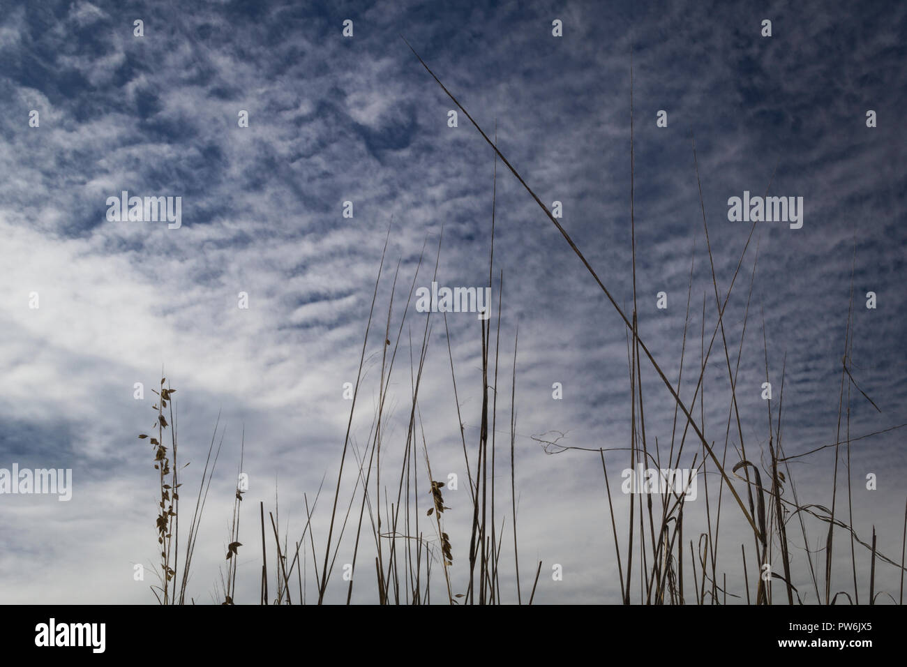L'herbe d'avoine contre la formation de nuages cirrus et cumulus Banque D'Images