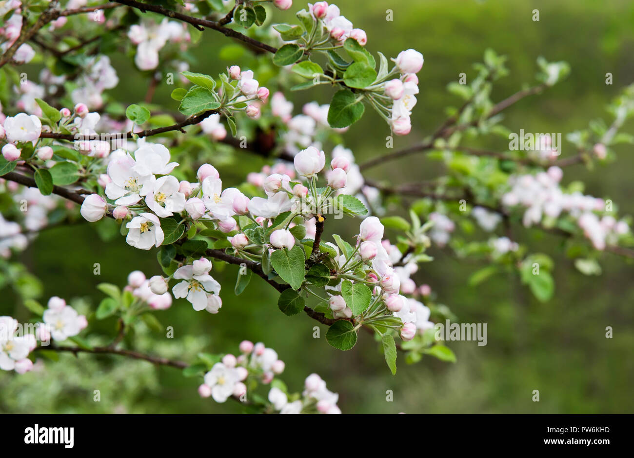 Pommiers en fleurs et bourgeons d'Apple au printemps, les fleurs du pommier, fleurit au printemps, Banque D'Images