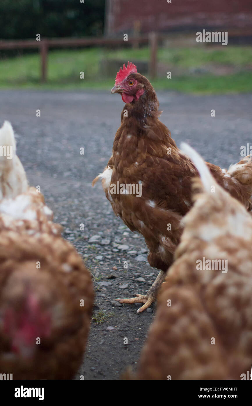 Un groupe ex-poules de batterie à l'extérieur. Banque D'Images