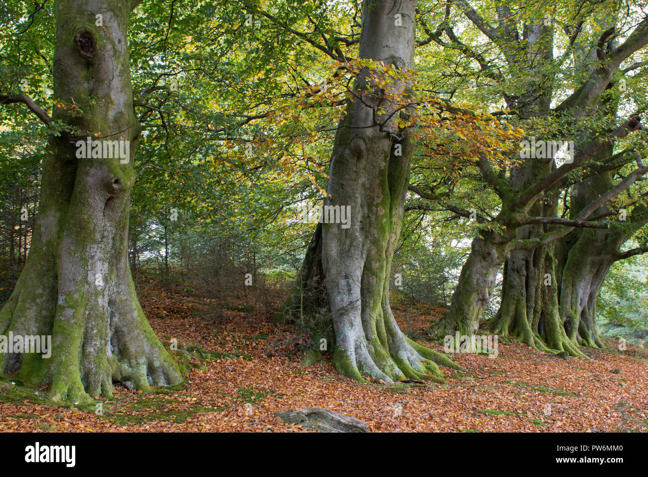 Une forêt écossaise à la fin de l'été Banque D'Images