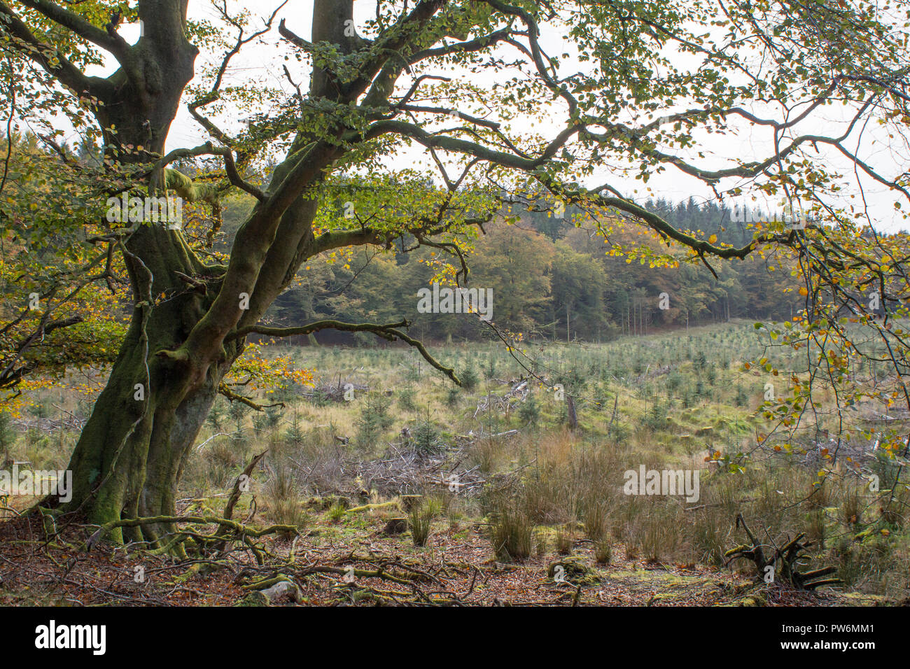 Une forêt écossaise à la fin de l'été Banque D'Images