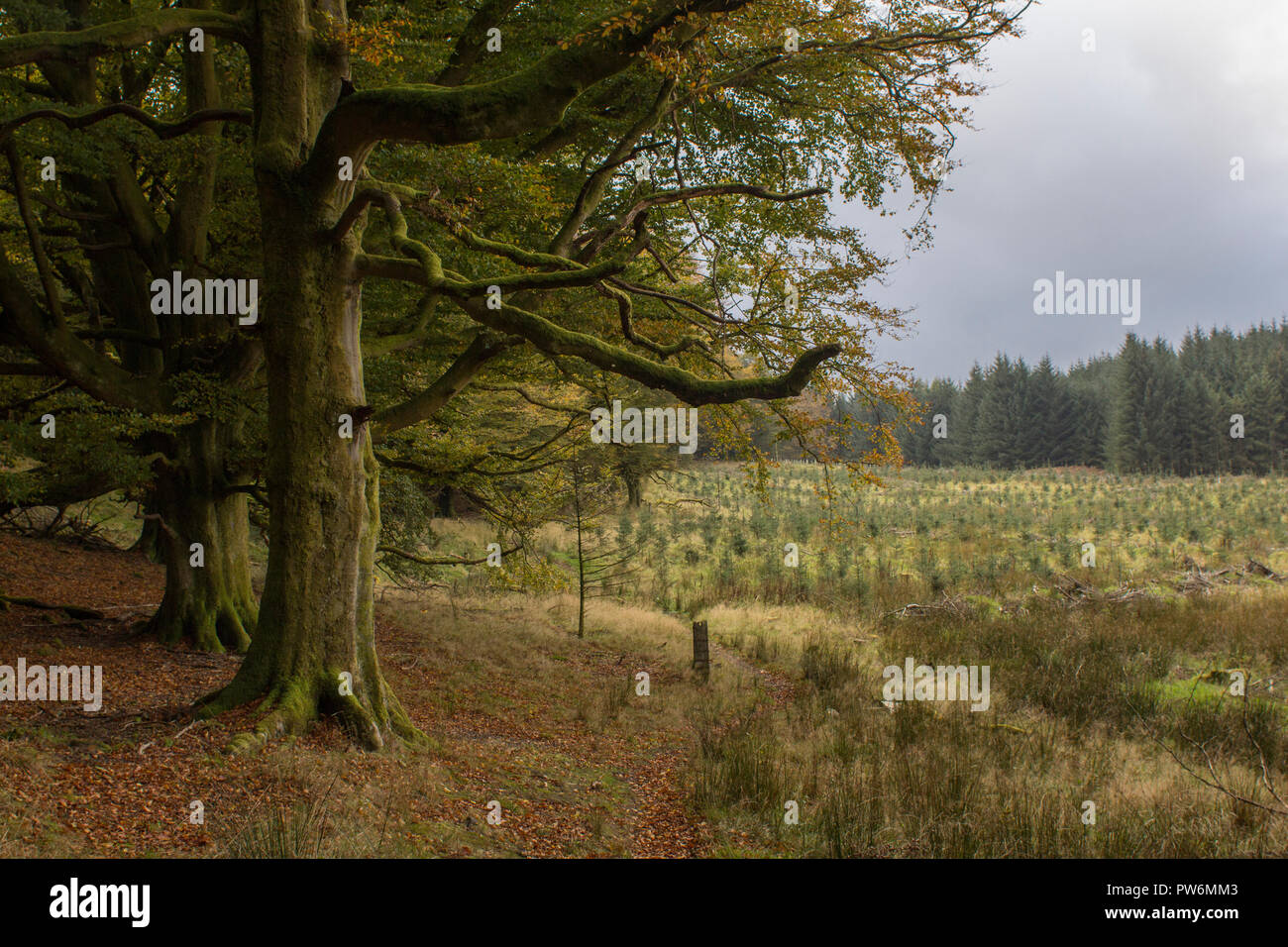 Une forêt écossaise au début de l'automne. Banque D'Images