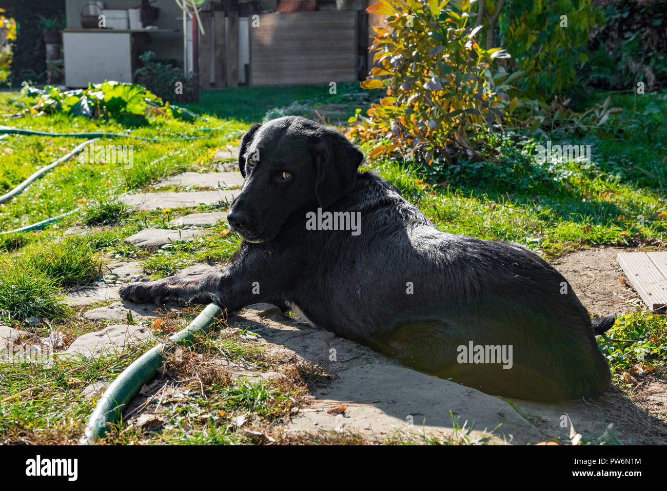 Chien labrador noir de détente dans un jardin et regardant vers l'appareil photo Banque D'Images