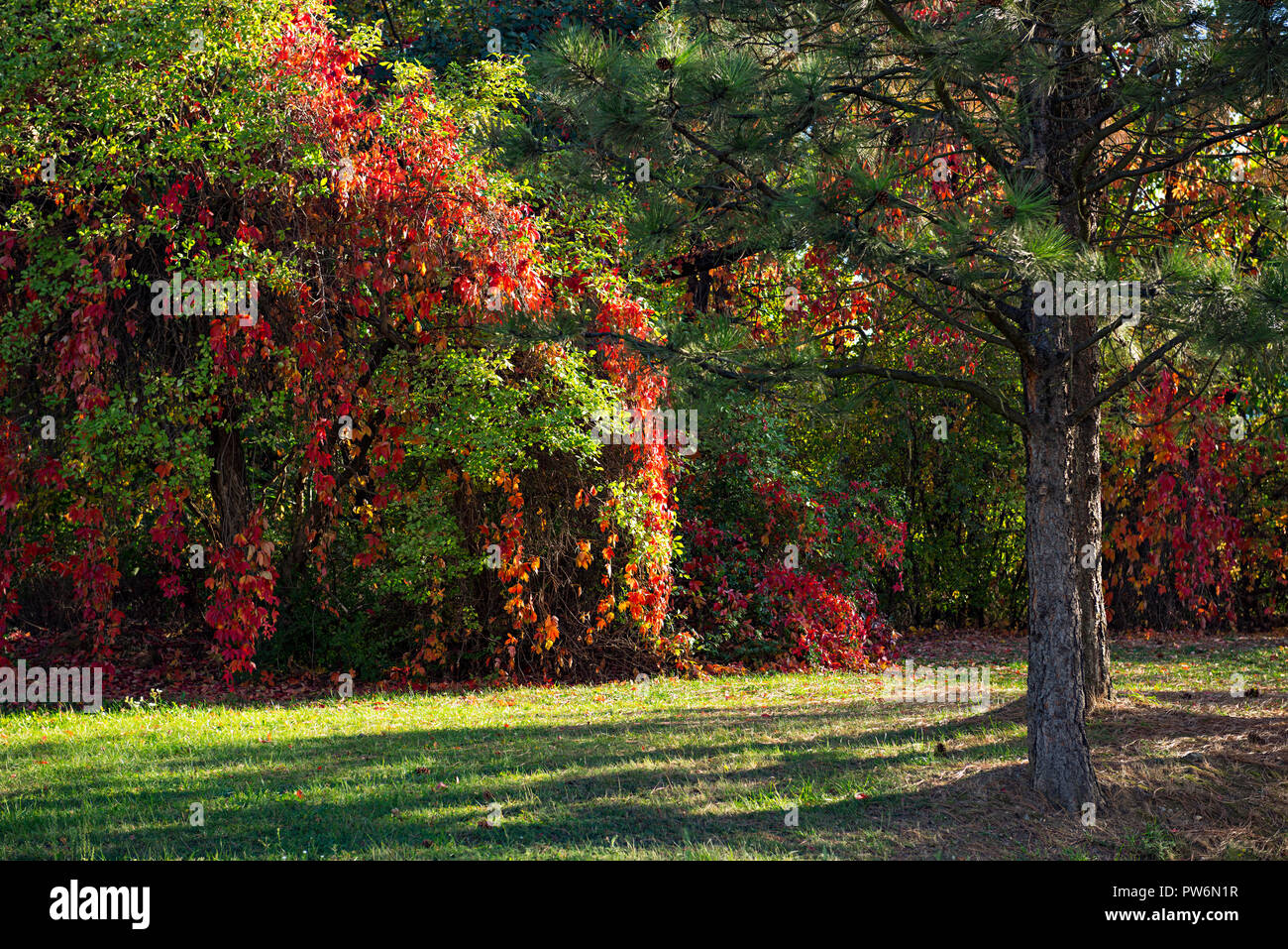 Les arbres d'automne vert et rouge avec un pin dans l'avant-plan Banque D'Images
