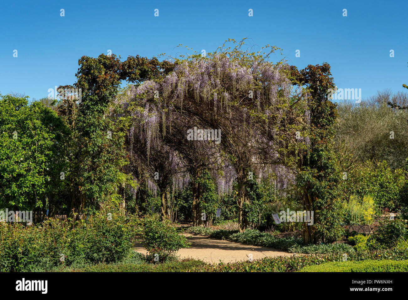 Archway glycine à Alowyn Gardens, Yarra Glen, Victoria, Australie Banque D'Images