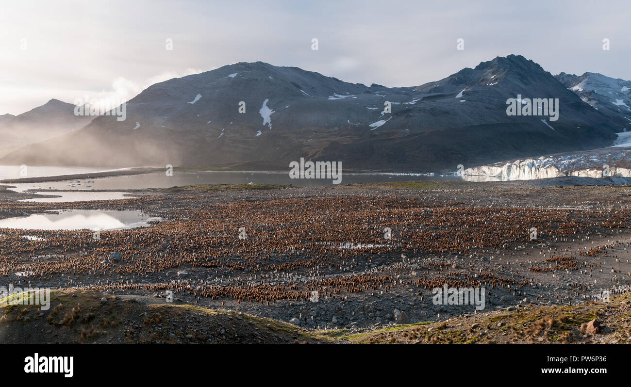 Colonie de King Penguin chicks en face du glacier Cook, St Andrews Bay (Géorgie du Sud Banque D'Images