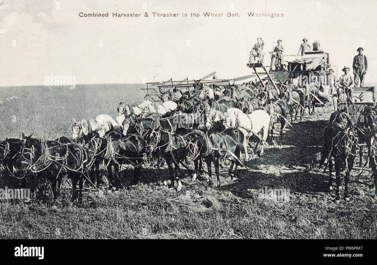 Harvester & Thrasher, ceinture de blé de l'État de Washington, USA Carte  postale ancienne Photo Stock - Alamy