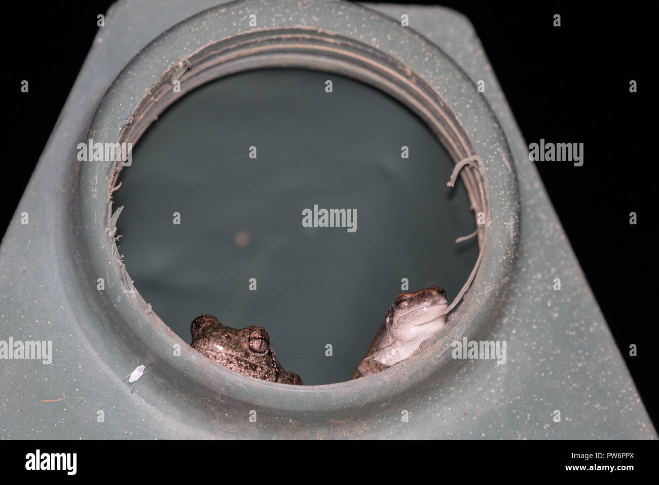 Grenouilles sur réservoir d'eau Banque D'Images