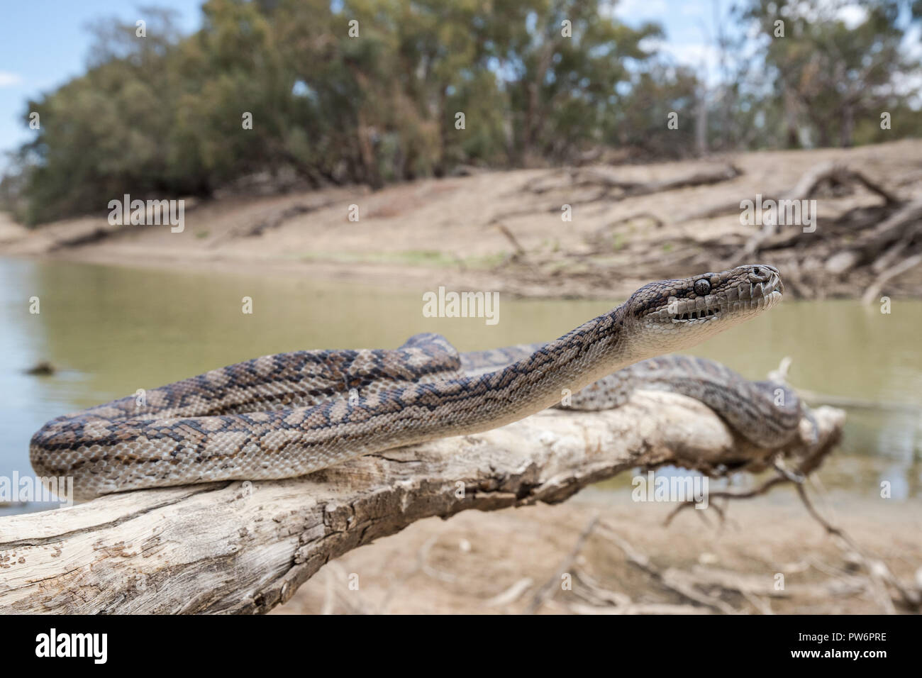 Murray Darling Carpet Python Banque D'Images