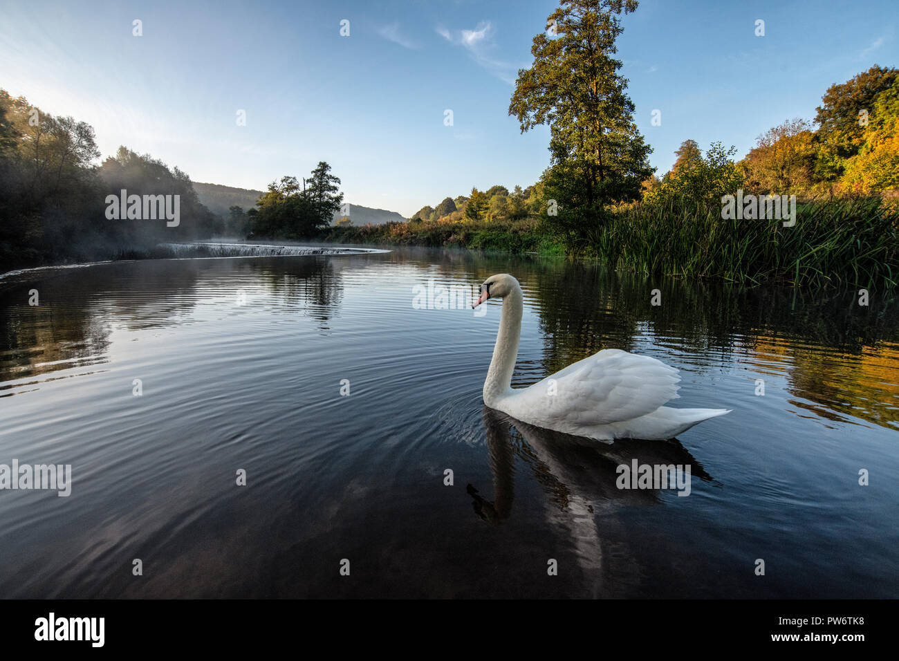 Mute swan (Cygnus olor) à Warleigh Weir sur la rivière Avon à Somerset, Royaume-Uni. Banque D'Images
