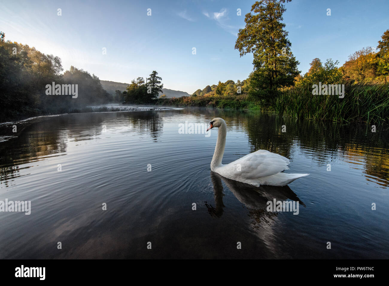 Mute swan (Cygnus olor) à Warleigh Weir sur la rivière Avon à Somerset, Royaume-Uni. Banque D'Images