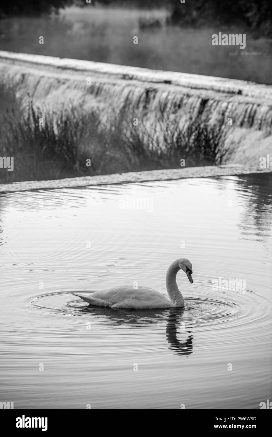 Mute swan (Cygnus olor) à Warleigh Weir sur la rivière Avon à Somerset, Royaume-Uni. Banque D'Images