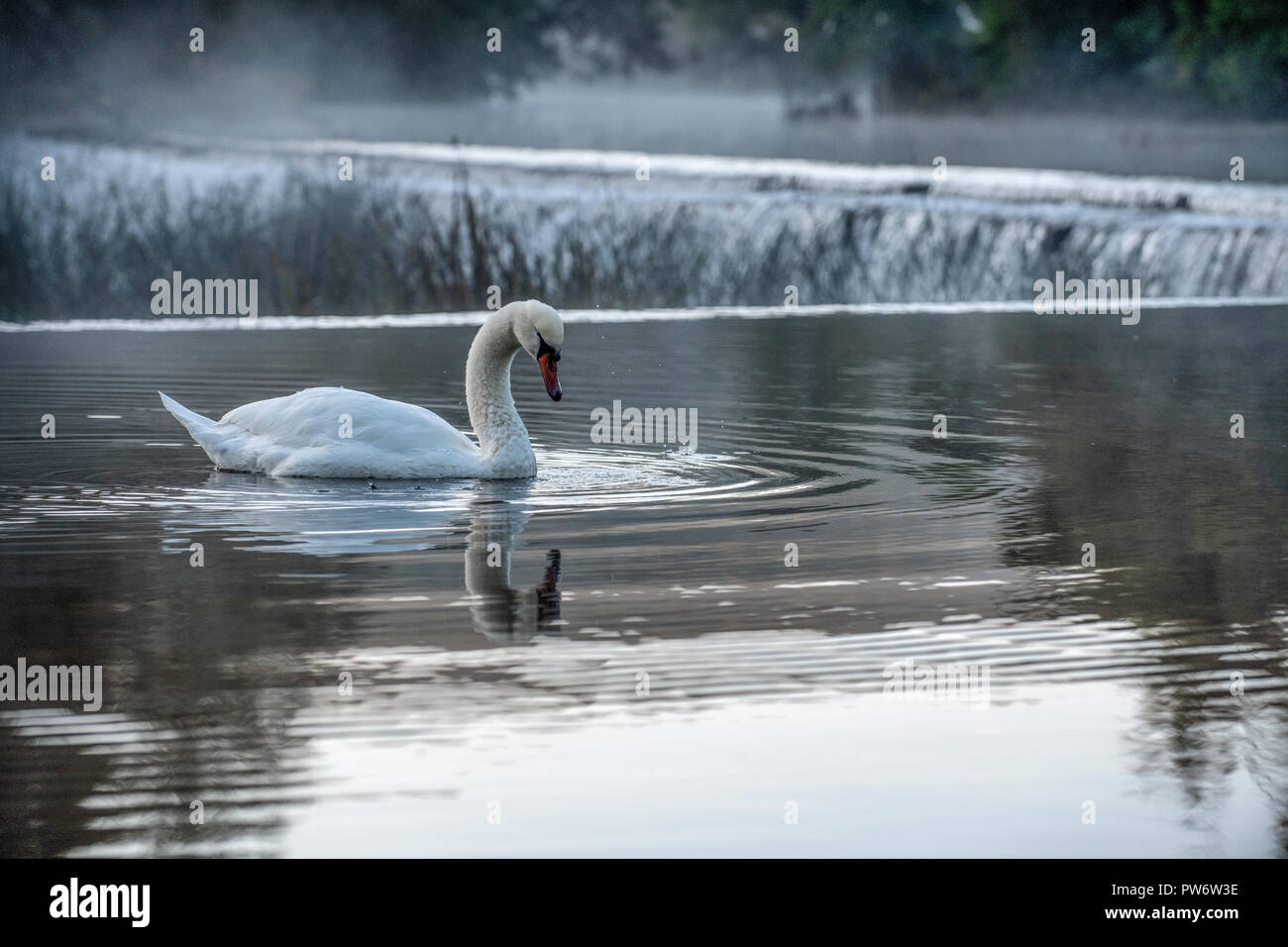 Mute swan (Cygnus olor) à Warleigh Weir sur la rivière Avon à Somerset, Royaume-Uni. Banque D'Images