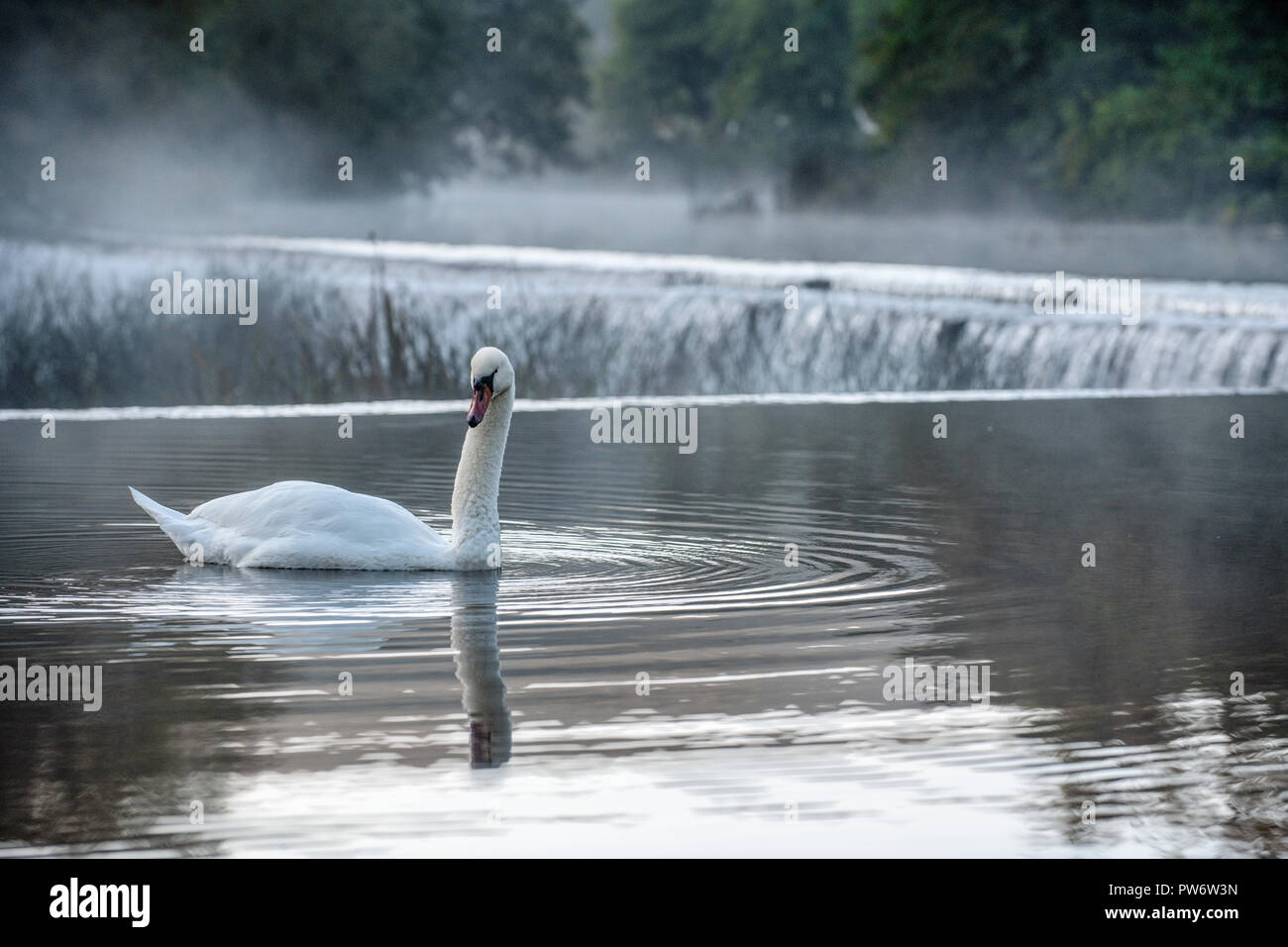 Mute swan (Cygnus olor) à Warleigh Weir sur la rivière Avon à Somerset, Royaume-Uni. Banque D'Images