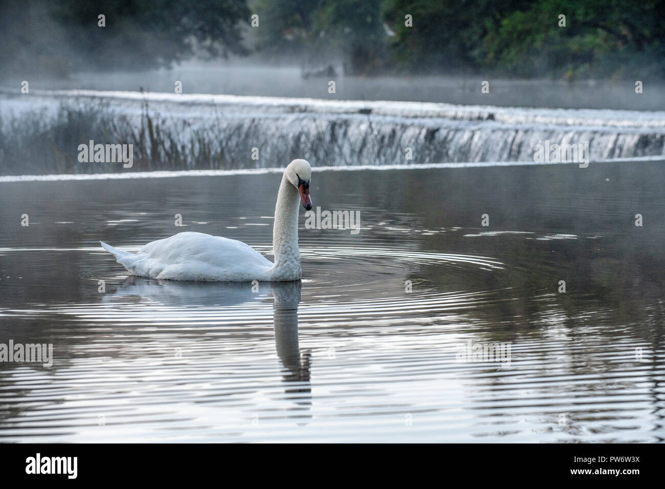 Mute swan (Cygnus olor) à Warleigh Weir sur la rivière Avon à Somerset, Royaume-Uni. Banque D'Images