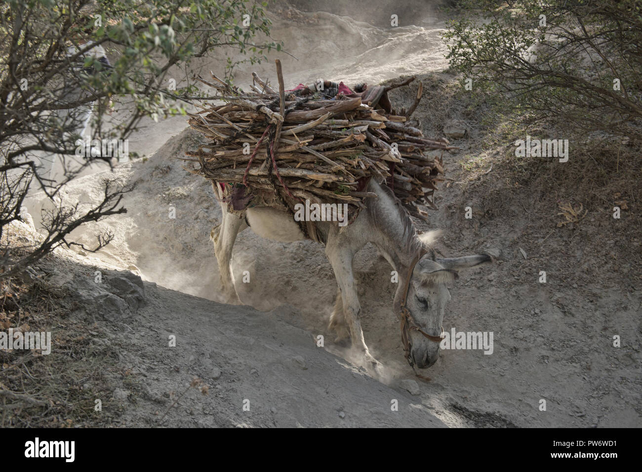 Transporter le bois de l'âne dans les montagnes de Fann, au Tadjikistan. Banque D'Images