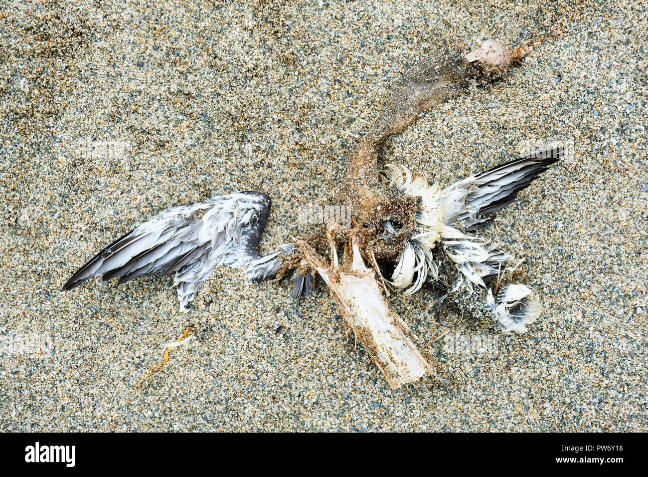 Seagull morts gisant sur une plage de sable fin - John Gollop Banque D'Images