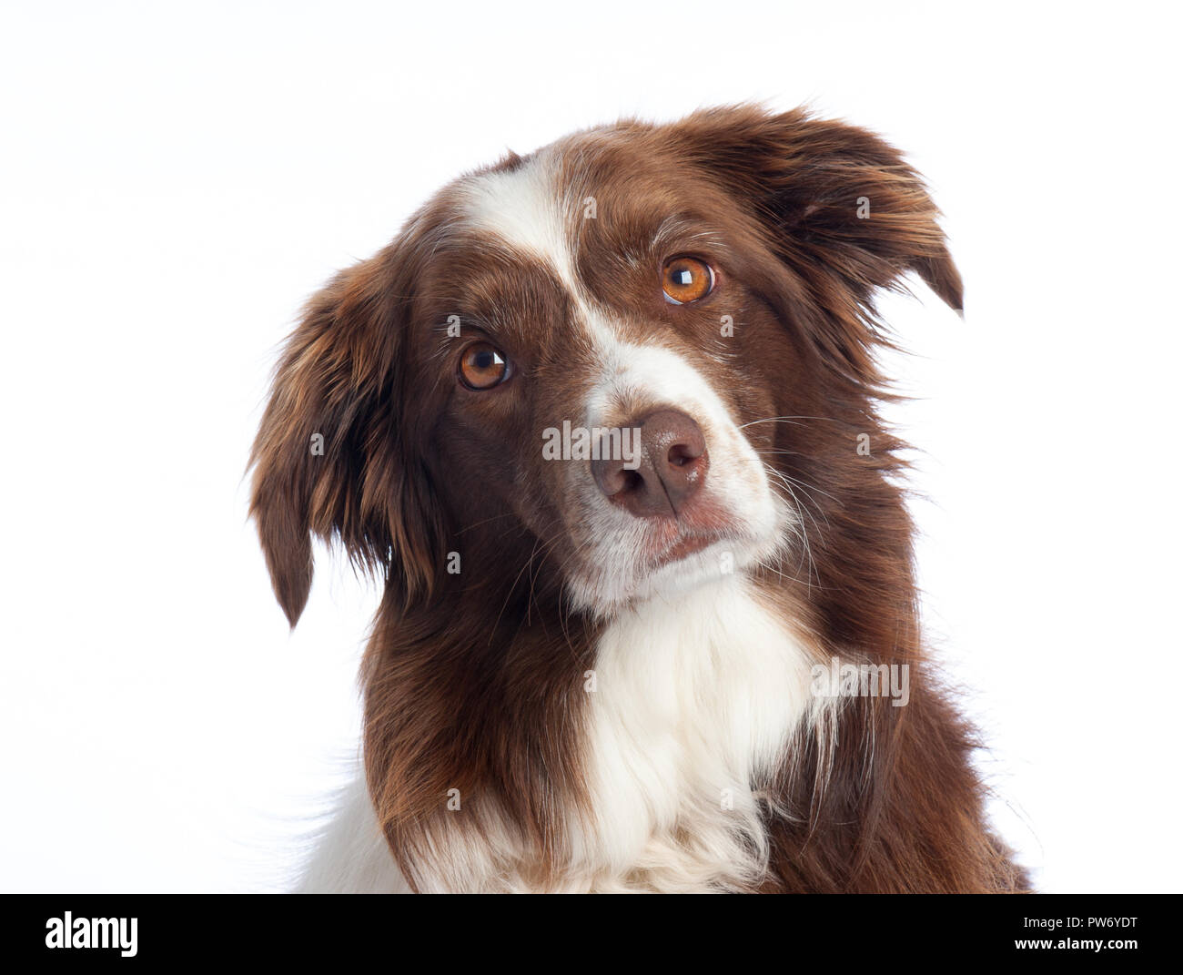 Portrait de chien de race croisée avec fond studio blanc Banque D'Images