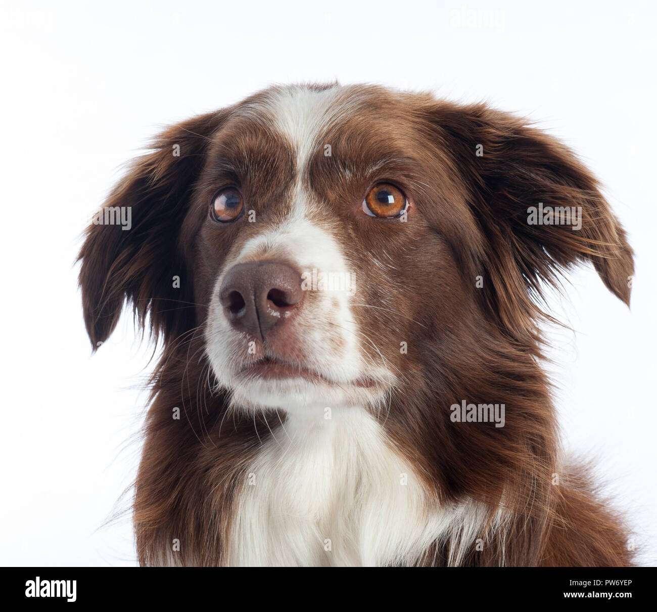 Portrait de chien de race croisée avec fond studio blanc Banque D'Images