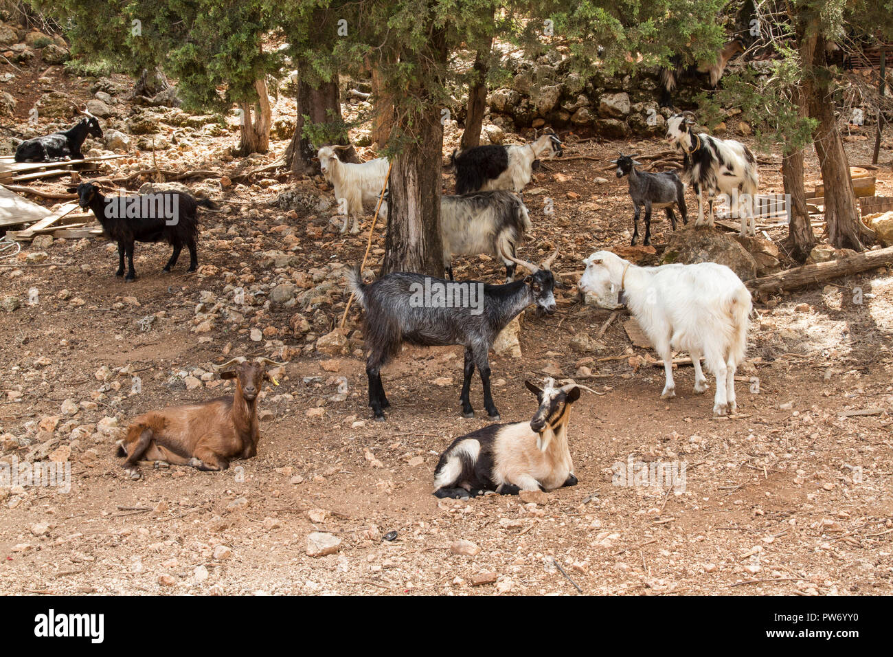 Troupeau de chèvres sauvages, Kefalonia, Grèce Banque D'Images