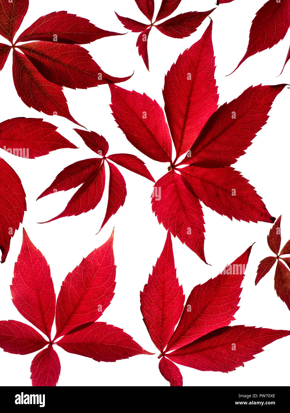 Virginia creeper Parthenocissus quinquefolia Banque D'Images