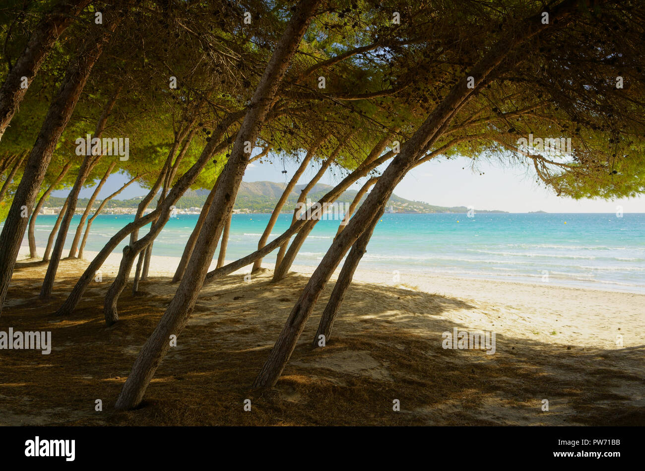 Les pins et les eaux turquoise de la mer Méditerranée à la plage à Majorque. Playa de Muro, la plage d'Alcudia, près de Port d'Alcudia, Mallorca, Espagne. Banque D'Images