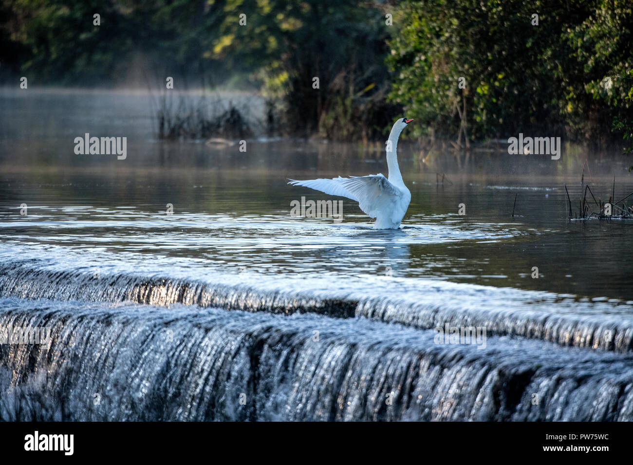 Mute swan (Cygnus olor) à Warleigh Weir sur la rivière Avon à Somerset, Royaume-Uni. Banque D'Images